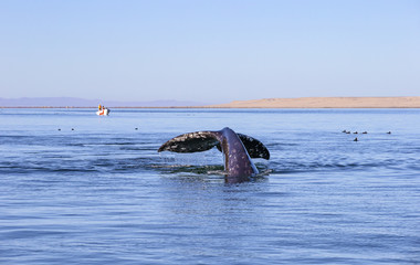 Obraz premium Whale watching in Ojo De Liebre Lagoon, Baja California Norte, Mexico