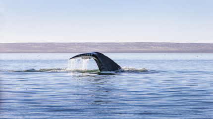 Obraz premium Whale watching in Ojo De Liebre Lagoon, Baja California Norte, Mexico