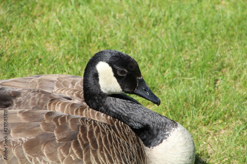 Resting Goose William Hawrelak Park Edmonton Alberta Wall Mural Wallpaper Murals Michael Mamoon Decouvrez 11 254 photos et videos de monuments, hotels et attractions prises par des membres tripadvisor a photo de edmonton, alberta (un membre facebook, sept. wallsheaven