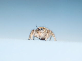 jumping spider isolated on blue background