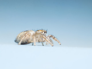 jumping spider isolated on blue background
