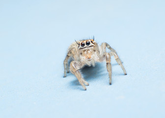 jumping spider isolated on blue background