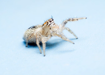 jumping spider isolated on blue background