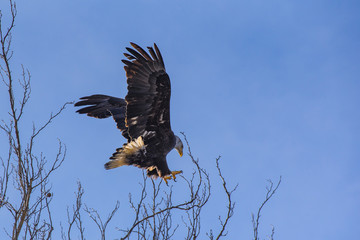Fototapeta premium eagle making nest
