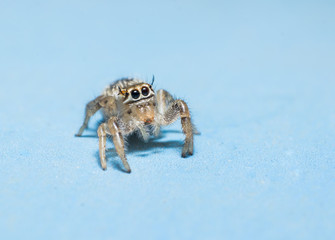 jumping spider isolated on blue background