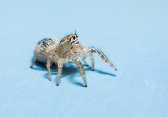 jumping spider isolated on blue background