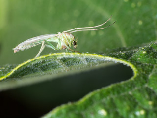 crane fly on green background. tipula oleracea
