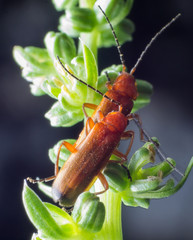 red beetle copulating in nature