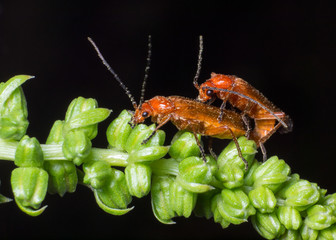 red beetle copulating on black background