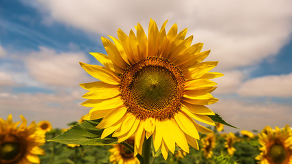 Sunflower in the field