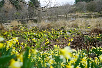 Obraz premium lake and flowers