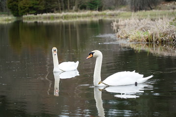 swans on a pond