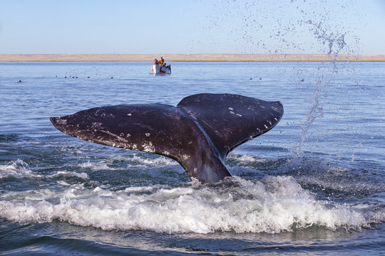 Whale watching in Ojo De Liebre Lagoon, Baja California Norte, Mexico