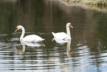 swans on a pond