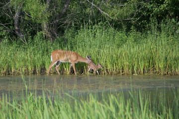 deer baby
