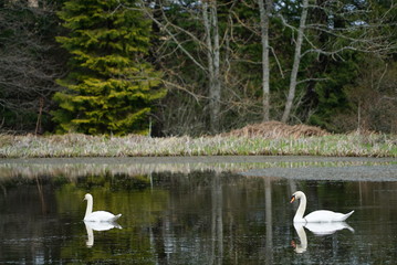 swans on a pond