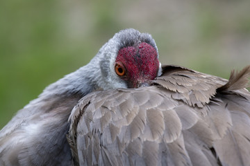 sandhill Crain
