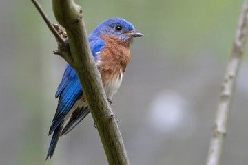 small blue bird