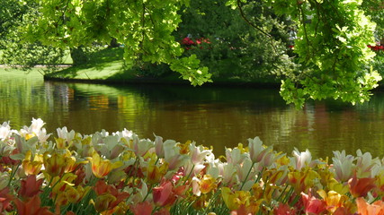 Tulipani colorati in Olanda