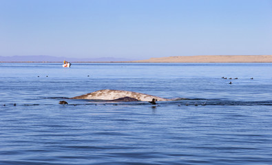 Whale watching in Ojo De Liebre Lagoon, Baja California Norte, Mexico