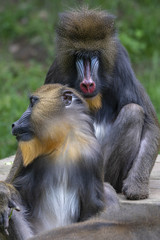 baboon 1
