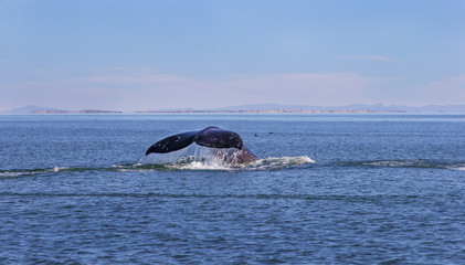 Fototapeta premium Whale watching in Ojo De Liebre Lagoon, Baja California Norte, Mexico