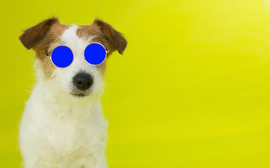 FASHION JACK RUSSELL DOG WEARING BLUE MIRROR SUNGLASSES ON YELLOW BACKGROUND ISOLATED ANS COPY SPACE