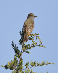 Great-crested Flycatcher perched in a red cedar tree