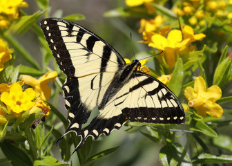 Eastern Tiger Swallowtail (Papilio glaucus) nectaring on Hoary Puccoon - Pinery Provincial Park, Ontario, Canada