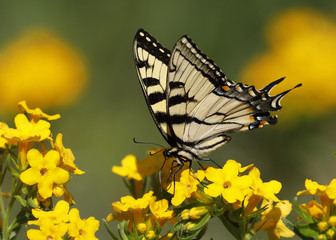 Eastern Tiger Swallowtail (Papilio glaucus) nectaring on Hoary Puccoon - Pinery Provincial Park, Ontario, Canada