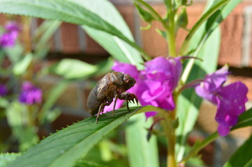 cicada