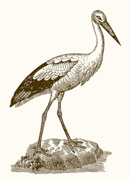 recommend clip art: White stork ciconia standing on a rock. Illustration after vintage engraving from 19th century
