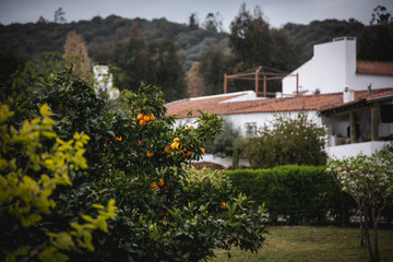 Fototapeta premium Orange Tree