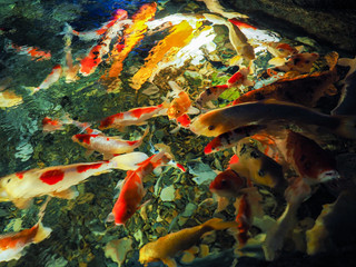 Blurred image of colorful carp fish in the pond.