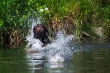 Wasserratte
