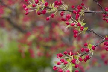 Crab Apple Blossoms