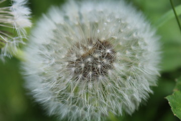 Pusteblume