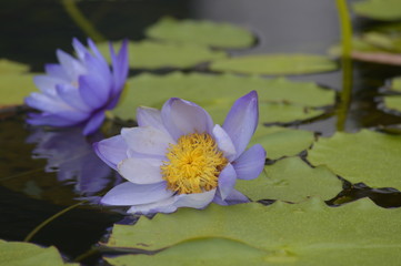 Water lily on the pond