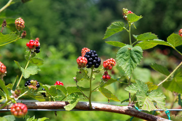 Ripe and ripening summer blackberries on branch. 