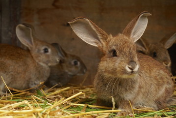 small rabbits in the cage