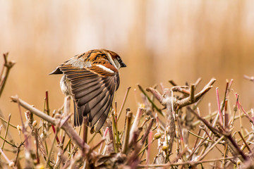 Male or female house sparrow or Passer domesticus is a bird of the sparrow family Passeridae, found in most parts of the world
