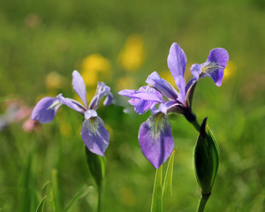 Wild Irises
