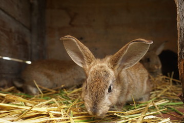 small rabbits in the cage