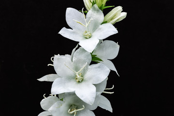White blooms of a flower isolated with athe black background