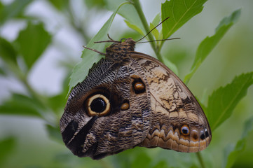 Butterfly in the garden