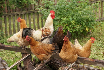 chickens in the garden