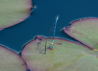 Male and Female Damselfly joined together mating