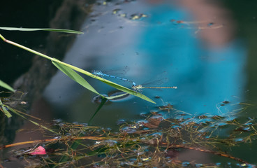 Male and Female Damselfly joined together mating
