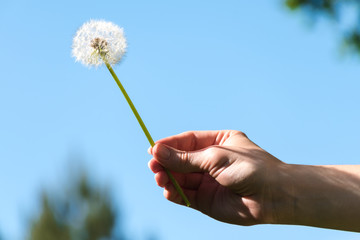 Female hand holding white dandelion against blue sky.