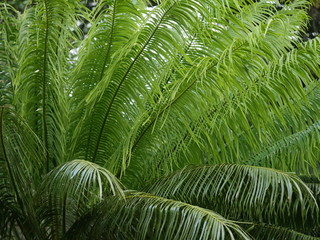 Obraz na płótnie Canvas palm tree close up background